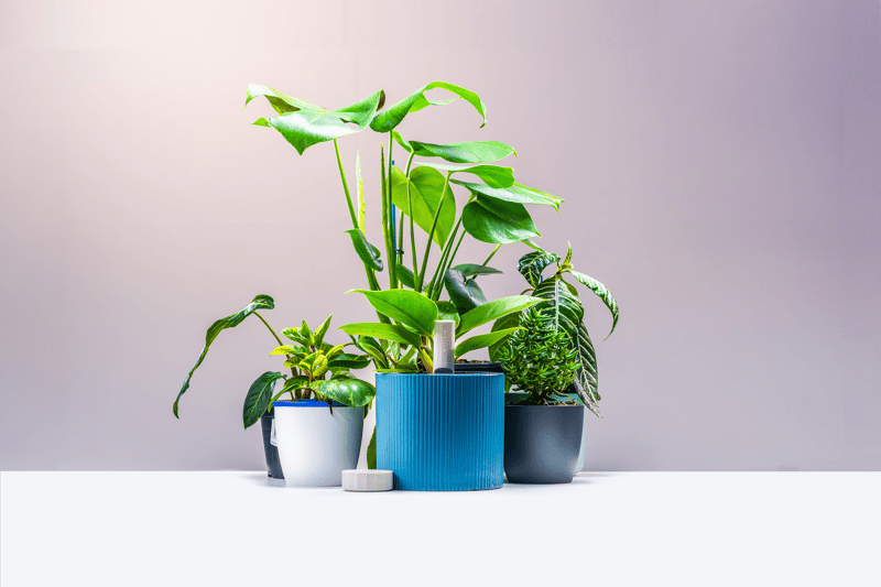 How Willow is helping Aussies kill less plants with their new, innovative solution
